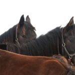 Lexington: Thoroughbred Horse Farm Tour and Scenic Bluegrass - Who Would Love This Tour?