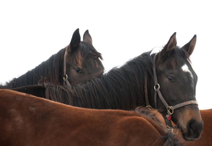 Lexington: Thoroughbred Horse Farm Tour and Scenic Bluegrass - Who Would Love This Tour?