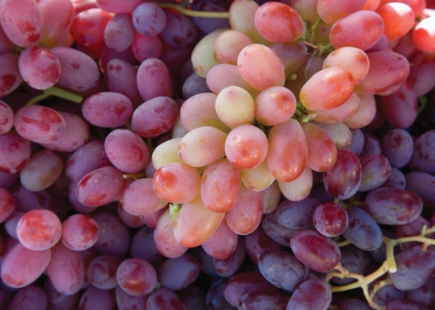 Lodi: Wine Tasting Tour Private Customized 1 -14 Group - Why Choose This Tour?