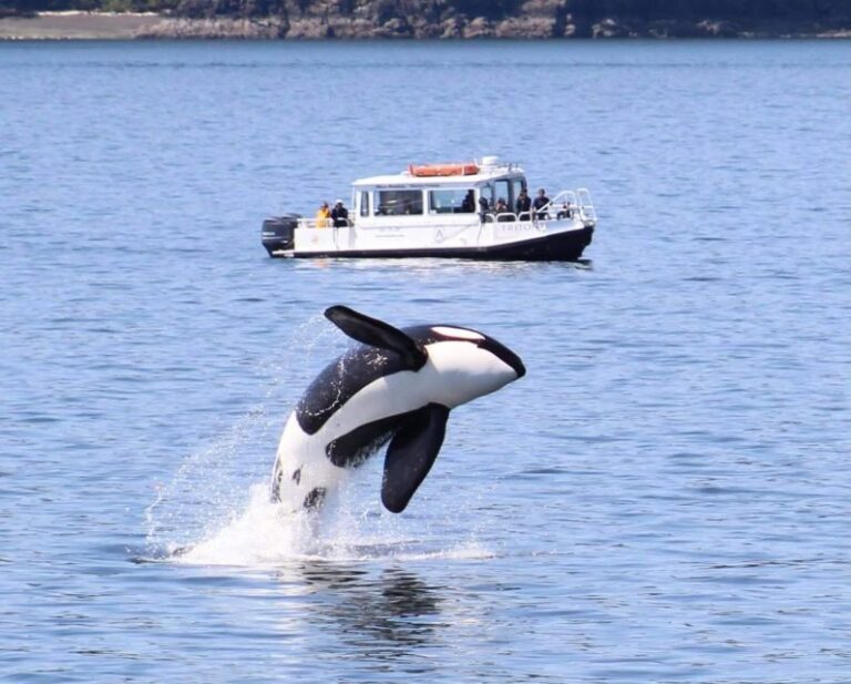 Lopez Island: Whale & Orca Boat Tour - Summary