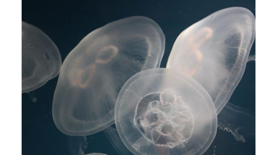 Los Angeles: Heal The Bay Aquarium in Santa Monica - Practical Details: How to Make the Most of Your Visit