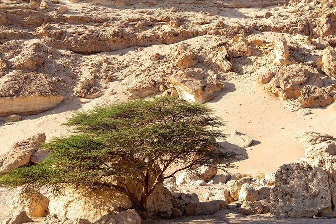 Luxury Desert Safari Tour, Morning & Afternoon from Hurghada - Fossil Exploration and Natural Wonders