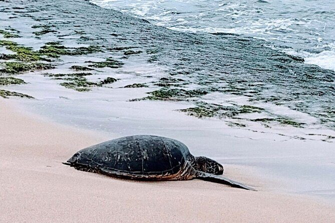 Luxury Oahu Island Tour, Private and Customizable (4 adults max) - Why This Tour Offers Value