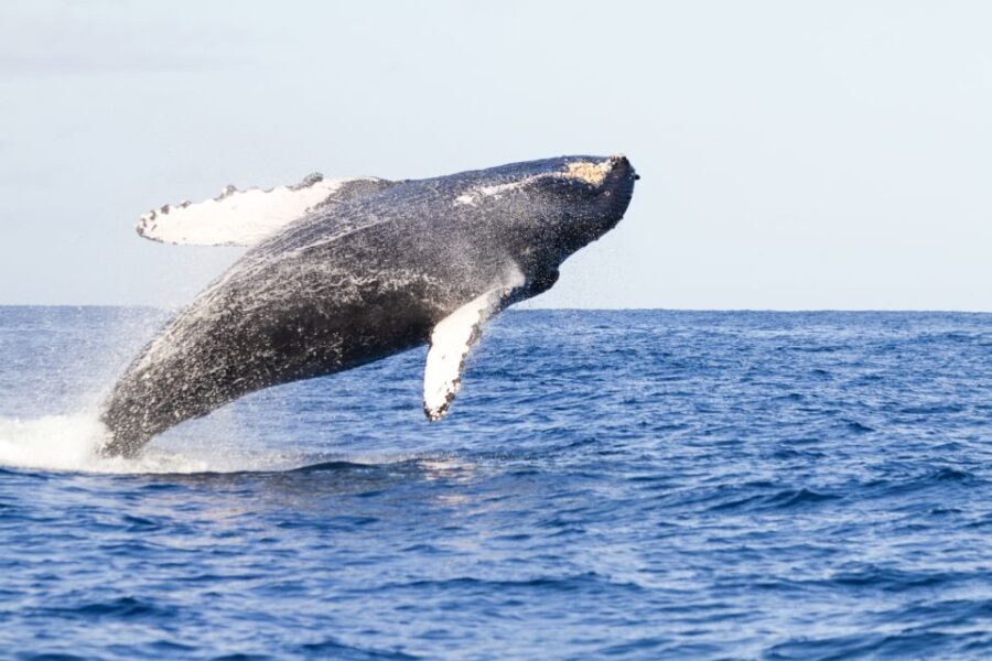 Ma'alaea Harbor: Whale Watching Tour Aboard Power Catamaran - Who Should Take This Tour?