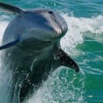 Madeira Beach: Egmont Key Snorkeling and Dolphin Cruise - Who Would Love This Tour?