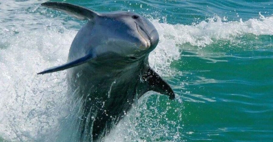 Madeira Beach: Egmont Key Snorkeling and Dolphin Cruise - Who Would Love This Tour?