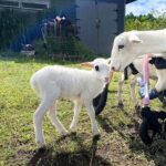Magical Creatures Sanctuary Private Tour - Authentic Experiences and Reviewer Insights
