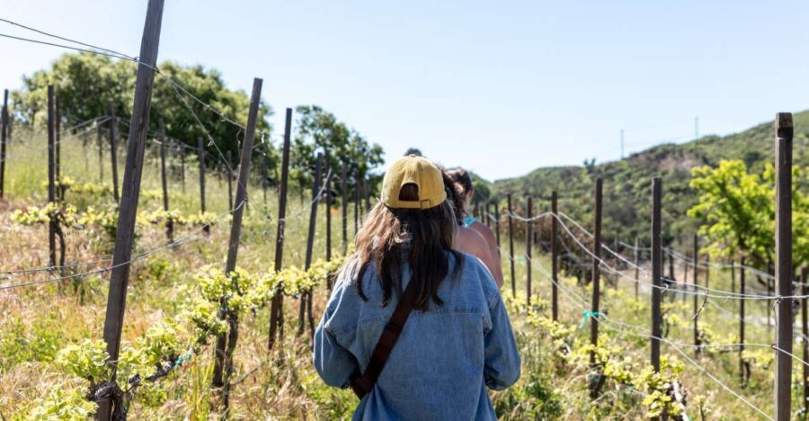 Malibu: Guided Vineyard Hike with Photo Stops and Wine - Key Points