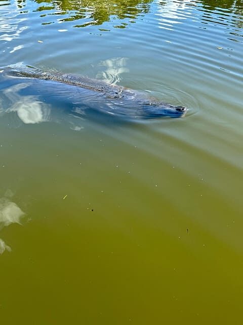 Manatee and Nature Tour of Ormond Beach - A Scenic Paddle Through Florida’s Waterways