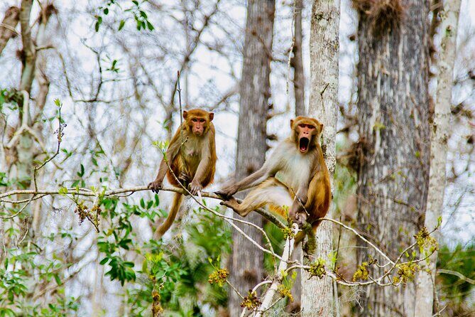 Manatees, Monkeys and Florida Natural Spring Adventure Tour - Highlights and Practicalities