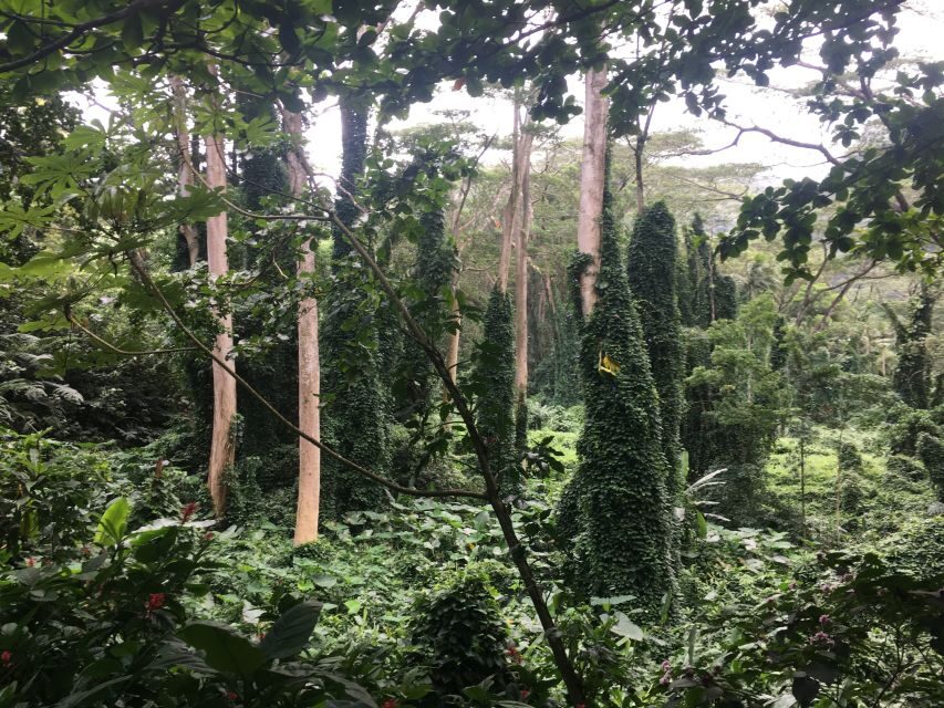Manoa Falls eBike to Hike - What We Loved About This Tour