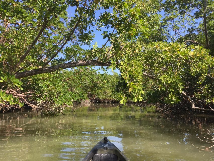 Marco Island: Mangrove Maze Kayak Tour (2hrs) - The Sum Up