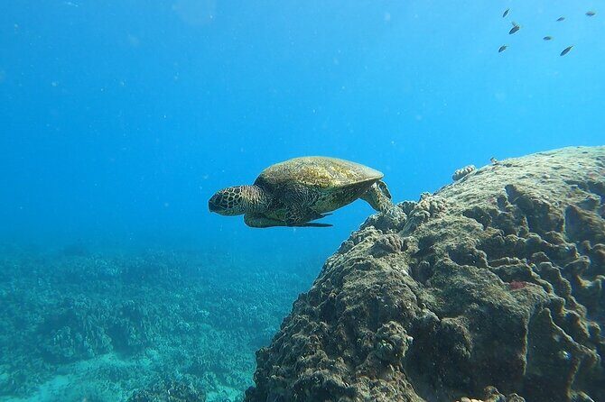 Marine Ecology Snorkel from Electric Beach Oahu with Photos - Final Thoughts