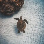 Maui: Alii Nui Turtles & Tacos Snorkel - Why This Tour Offers Great Value