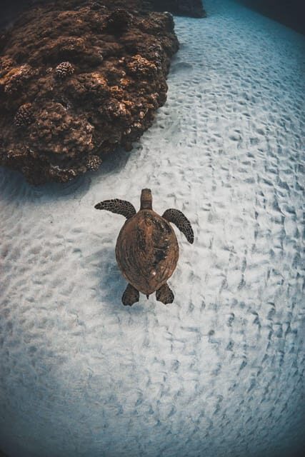 Maui: Alii Nui Turtles & Tacos Snorkel - Why This Tour Offers Great Value