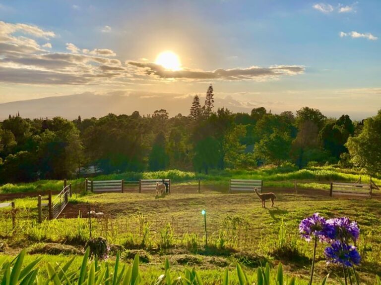 Maui: Alpaca Farm Visit with Hands-On Activities - Practical Details and Value