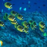 Maui Beach Shoreline Snorkel - The Shoreline Reef: A Close Encounter with Maui’s Marine World
