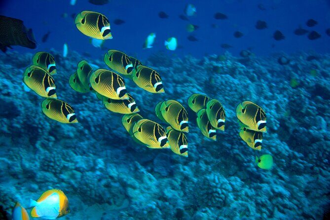 Maui Beach Shoreline Snorkel - The Shoreline Reef: A Close Encounter with Maui’s Marine World