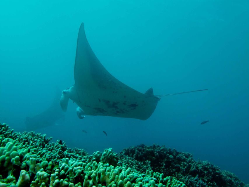 Maui: Eco-Friendly Conservation Scuba Dive Certified Divers - An in-depth look at what to expect during your eco-dive