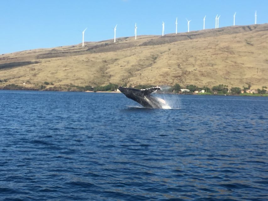 Maui: Eco-Friendly Whale Watching Tour from Ma'alaea Harbor - The Itinerary Breakdown