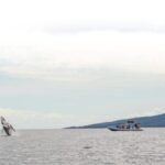 Maui: Guided Whale Watching Tour on Eco Raft - Deep Dive into the Details