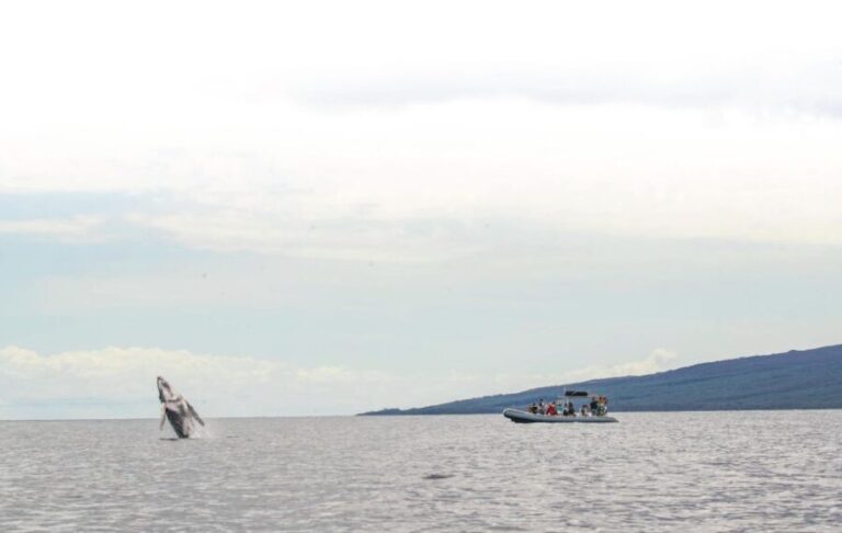 Maui: Guided Whale Watching Tour on Eco Raft - Deep Dive into the Details