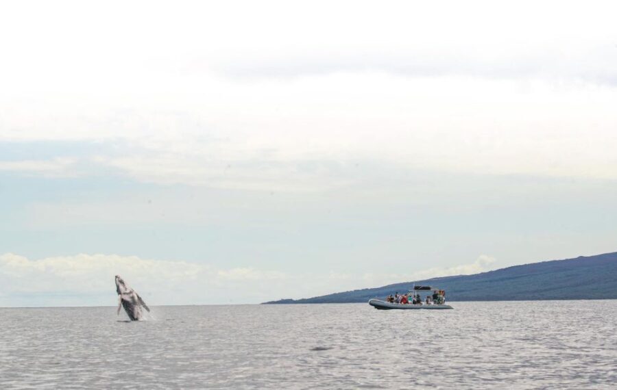 Maui: Guided Whale Watching Tour on Eco Raft - Deep Dive into the Details
