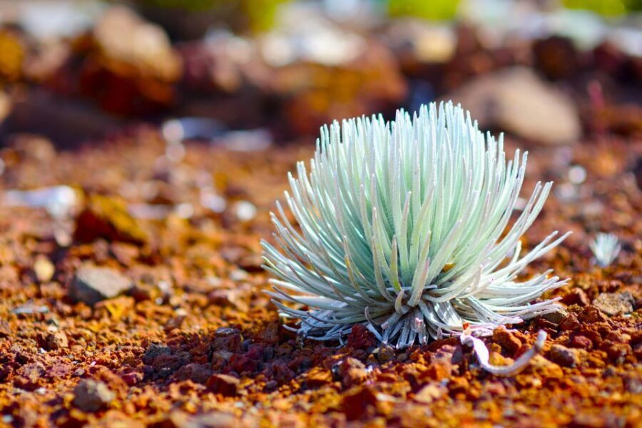 Maui: Haleakala Guided Bike Tour - The Full Experience: What to Expect