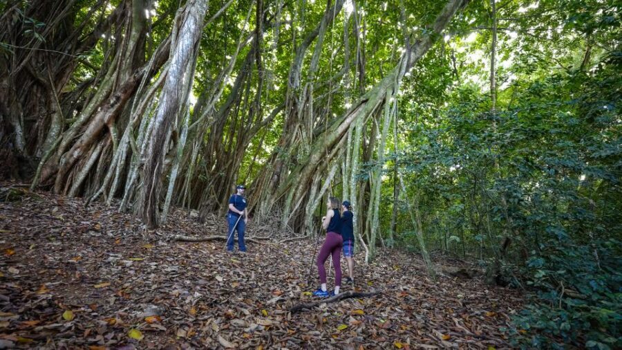 Maui: Honolua Ridgeline Informational Hike - Exploring MauI’s Hidden Natural Treasures