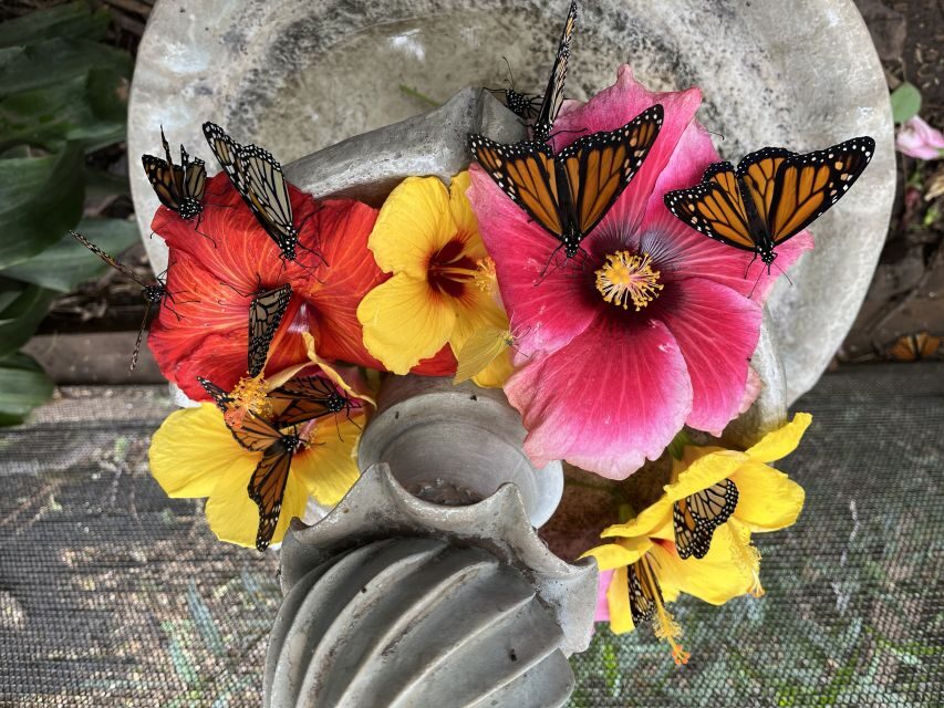 Maui: Interactive Butterfly Farm Entrance Ticket - What to Expect from the Maui Butterfly Farm Experience