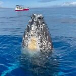Maui Mid Day Magic Whale Watch - Analyzing the Value: Is It Worth It?