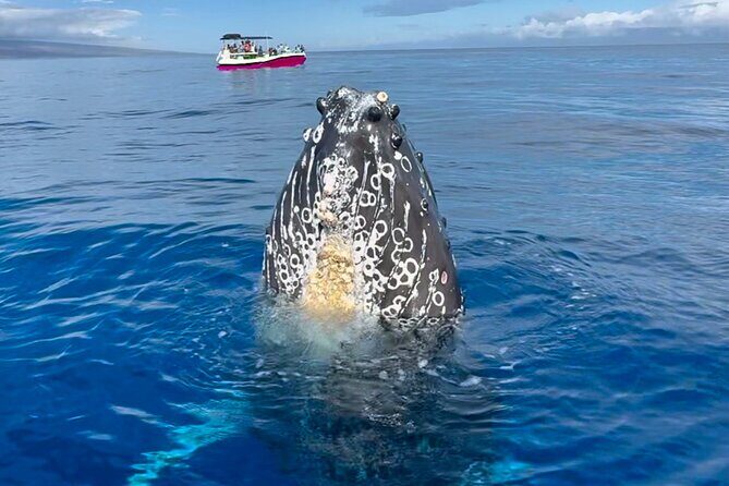 Maui Mid Day Magic Whale Watch - Analyzing the Value: Is It Worth It?