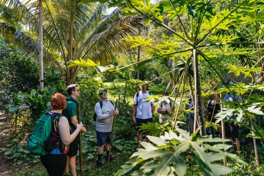 Maui: Rainforest Waterfalls Guided Hike with Picnic Lunch - The Hiking Experience in Detail