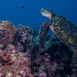 Maui: Small Group Shark & Turtle Scuba Dive from Shore - What Makes Mala Wharf Special?