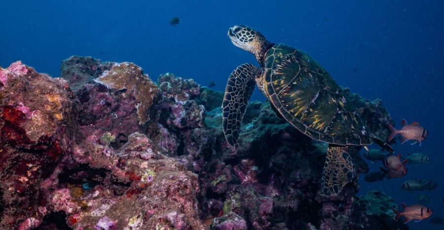 Maui: Small Group Shark & Turtle Scuba Dive from Shore - What Makes Mala Wharf Special?