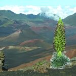 Maui: Sunset & Dinner Tour to Haleakala National Park - The Itinerary in Detail