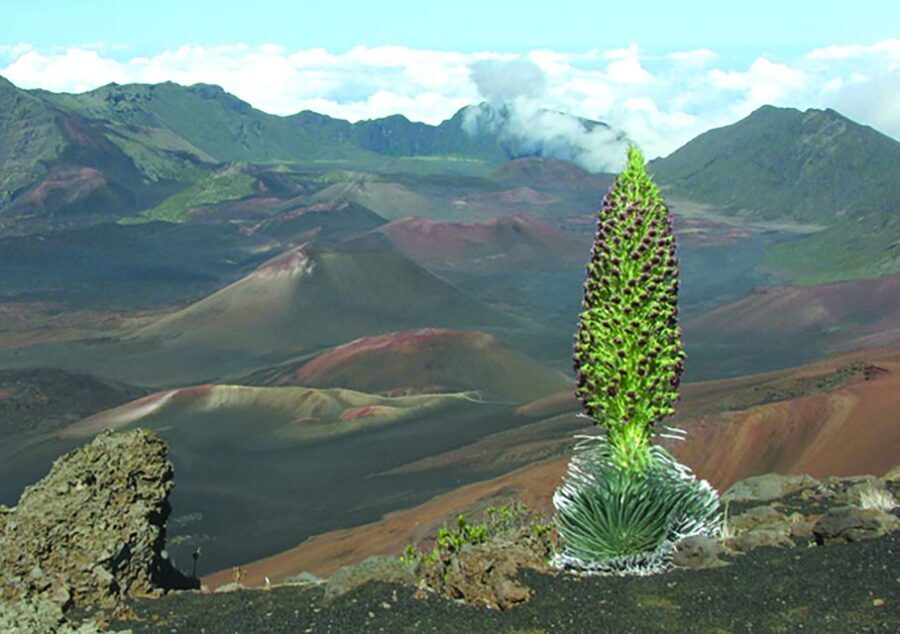 Maui: Sunset & Dinner Tour to Haleakala National Park - The Itinerary in Detail