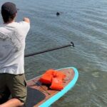Merritt Island: Manatee Watching Paddle or Kayak Tour - The Sum Up