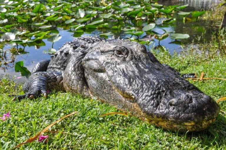Miami: Everglades Safari Park Airboat Tour - Exploring the Tour in Depth