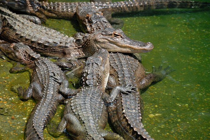 Miami Full Day Self-Guided Sightseeing Tour w/ Cruise and Everglades Airboat - What the Reviews Reveal
