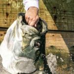 Miami: Giant Fish Feeding Experience - What is the Miami Giant Fish Feeding Experience?