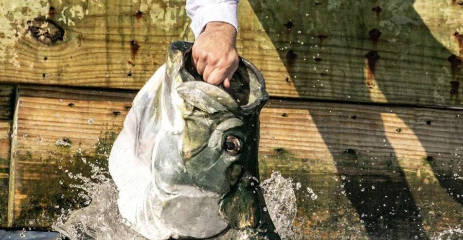Miami: Giant Fish Feeding Experience - What is the Miami Giant Fish Feeding Experience?