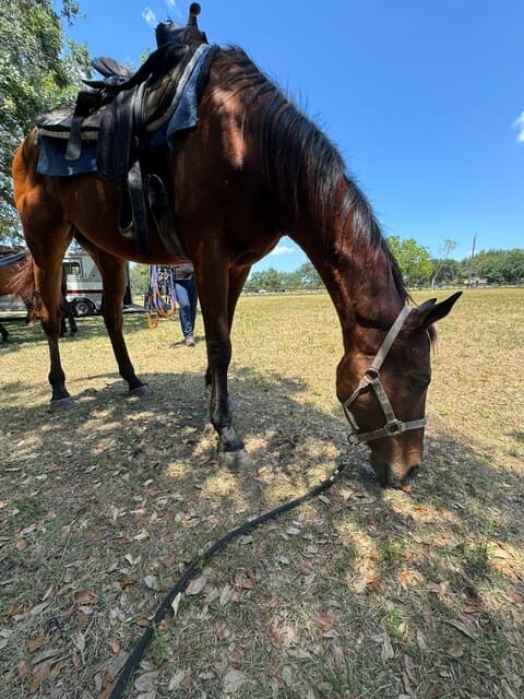 Miami: Horseback Riding in South Beach - The Realities and Caveats