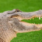 Miami: Wild Everglades Airboat Ride and Gator Encounters - Who Will Love This Tour?