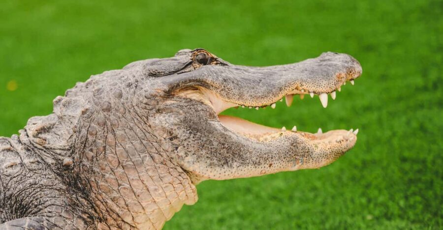 Miami: Wild Everglades Airboat Ride and Gator Encounters - Who Will Love This Tour?
