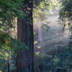 Mix & Save: Muir Woods and Sausalito + Escape From the Rock Cruise - Who Will Love This Tour?
