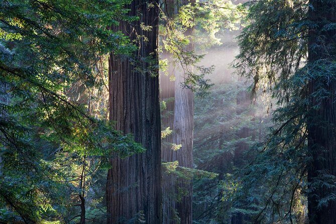 Mix & Save: Muir Woods and Sausalito + Escape From the Rock Cruise - Who Will Love This Tour?