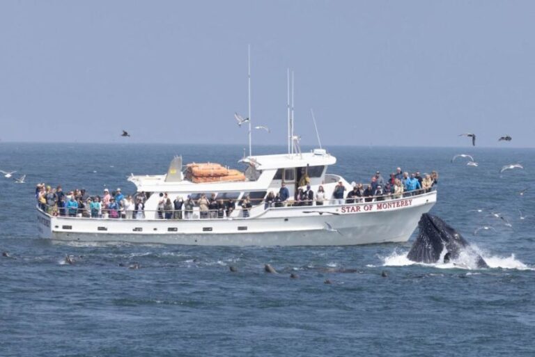 Monterey: Monterey Bay Dolphin and Whale Watching Boat Tour - Wildlife Watching: What Will You See?