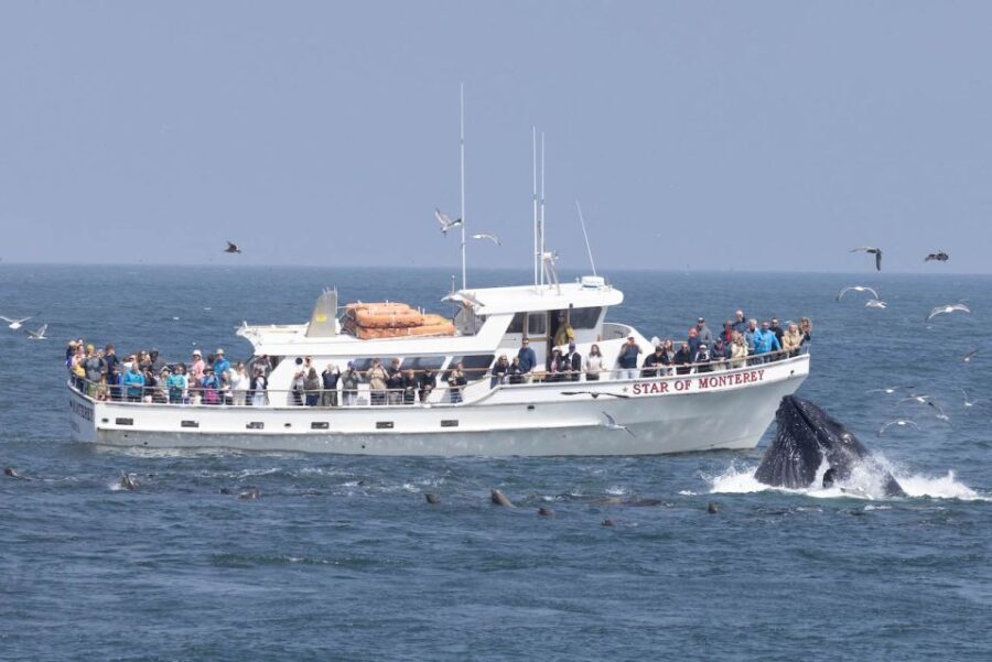 Monterey: Monterey Bay Dolphin and Whale Watching Boat Tour - Wildlife Watching: What Will You See?
