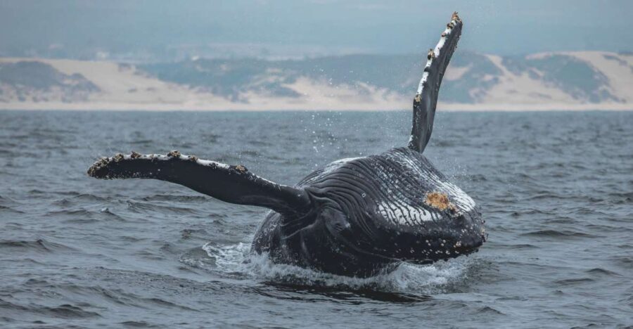 Monterey: Sunset Whale Watching Cruise with A Guide - Authentic Experiences from Travelers